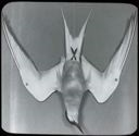 Image of Arctic Tern, Dead, Breast View